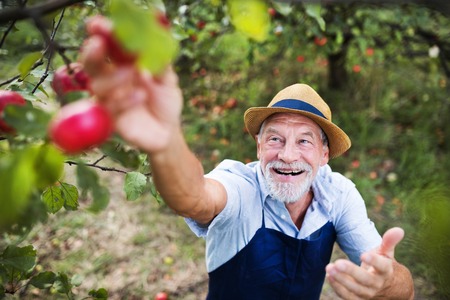 A senior man picking apples in orchard in autumn.