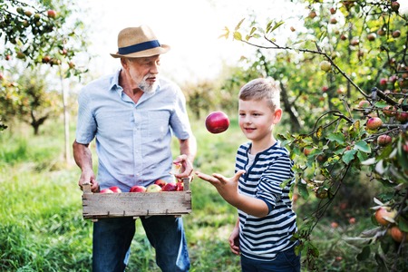 A senior man with grandson picking apples in orchard in autumn.の写真素材
