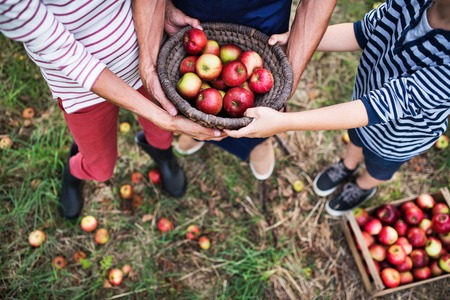 Unrecognizable grandparents with grandson holding a basket full of apples in orchard.の写真素材