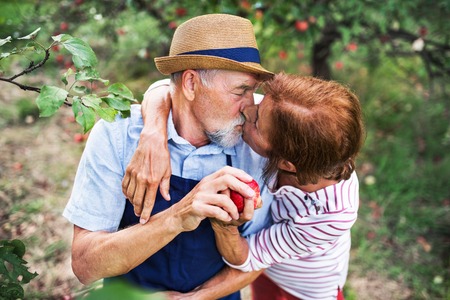 A senior couple in love kissing when picking apples in orchard in autumn.の写真素材