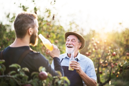 A senior man with adult son holding bottles with cider in apple orchard in autumn.の写真素材