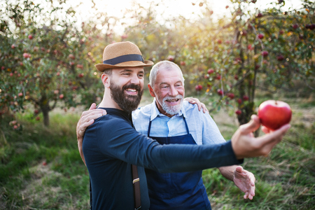 A senior man and adult son standing in orchard in autumn, holding an apple.の写真素材