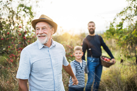 A small boy with father and grandfather walking in apple orchard in autumn.の写真素材