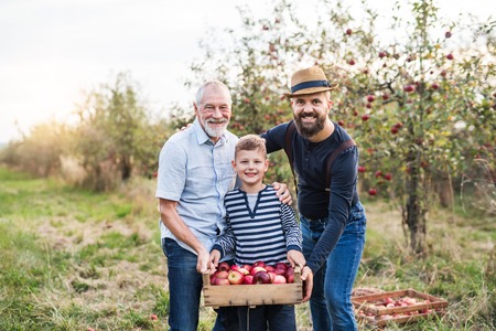 Small boy with father and grandfather standing in apple orchard in autumn.の写真素材