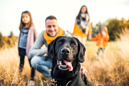 A young family with two small children and a dog on a meadow in autumn nature.の写真素材