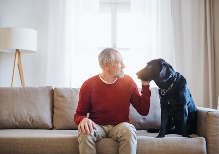 A senior man sitting on a sofa indoors with a pet dog at home.の写真素材