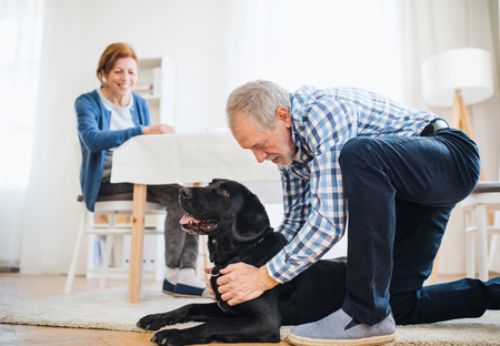 A happy senior couple indoors with a pet dog at home.の写真素材