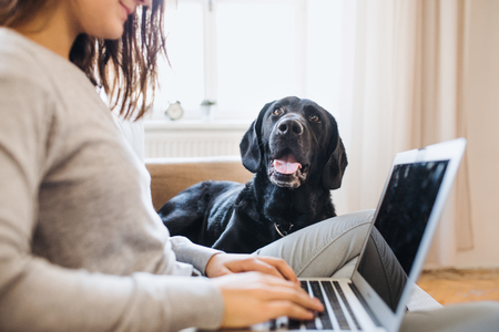 A midsection of teenage girl with a dog sitting on a sofa indoors, working on a laptop.の写真素材