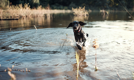 A black dog outdoors running in a lake.の写真素材