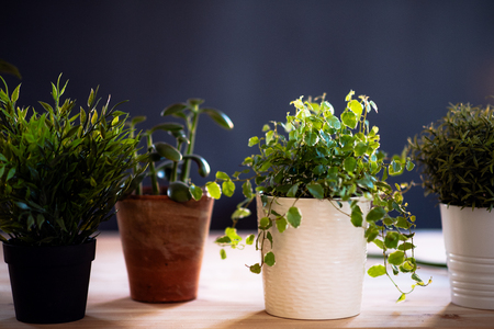 Plants in flower pots on desk against dark background. A startup of florist business.の写真素材
