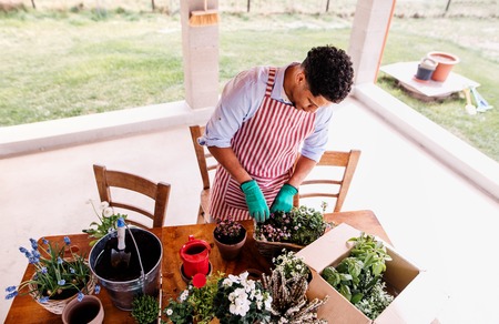 A top view of young man gardener outdoors at home, planting flowers.の写真素材