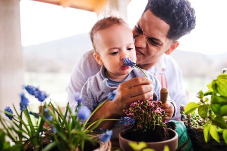 Father and small toddler son indoors at home, planting flowers.の写真素材