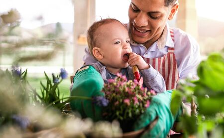 Father and small toddler son indoors at home, planting flowers.の写真素材