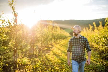 A mature farmer walking outdoors in orchard at sunset. Copy space.の写真素材