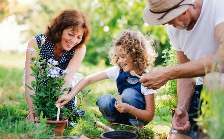 Senior grandparents and granddaughter gardening in the backyard garden.の写真素材