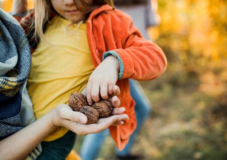Midsection of mother and small daughter in autumn nature, holding nuts.の写真素材