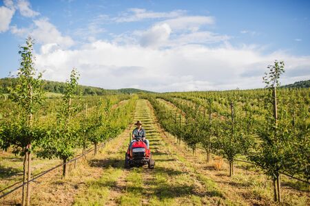 A mature farmer driving mini tractor outdoors in orchard.の写真素材