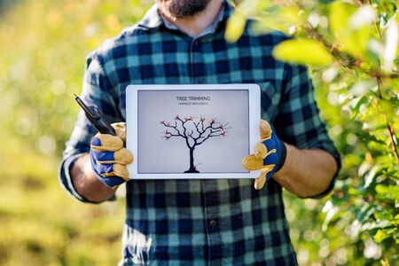 A farmer with tablet standing outdoors in orchard, trimming trees.の写真素材