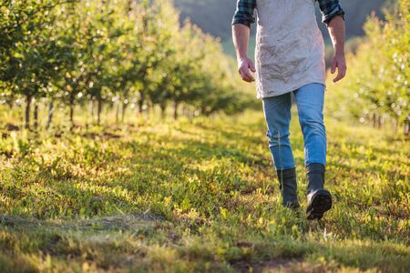 A midsection of mature farmer walking outdoors in orchard. Copy space.