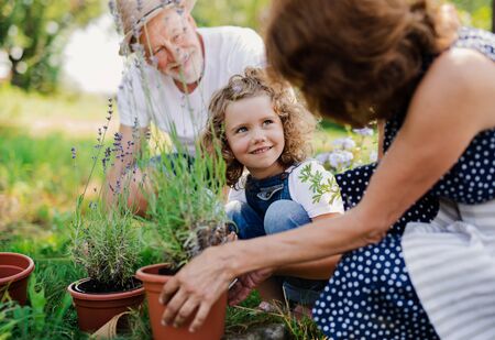 Senior grandparents and granddaughter gardening in the backyard garden.の写真素材