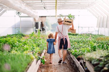 Rear view of small girl with senior grandfather walking in the greenhouse.の写真素材