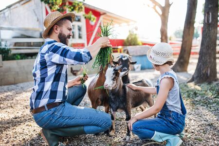 A father with small daughter outdoors on family farm, feeding animals.の写真素材