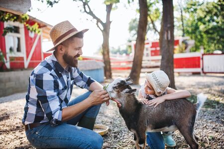 A father with small daughter outdoors on family farm, feeding animals.の写真素材