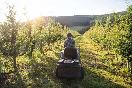Rear view of mature farmer driving mini tractor outdoors in orchard.の写真素材