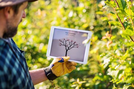 A mature farmer with tablet standing outdoors in orchard, trimming trees.の写真素材