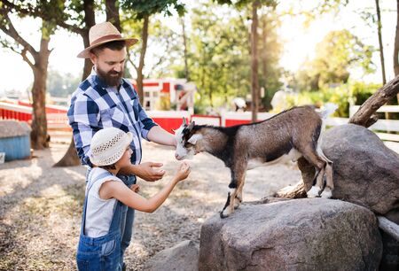 A father with small daughter outdoors on family farm, feeding animals.の写真素材