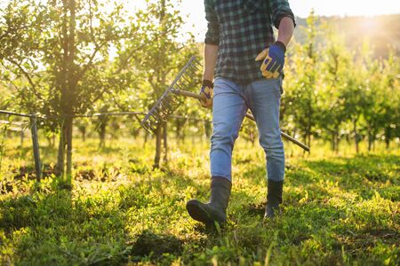A midsection of mature farmer walking outdoors in orchard. Copy space.の写真素材