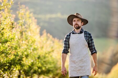 A mature farmer walking outdoors in orchard. Copy space.の写真素材
