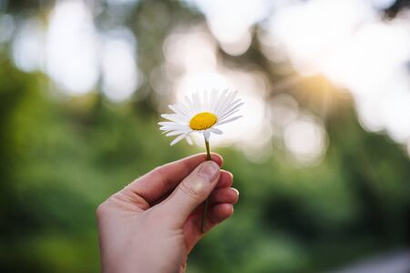 Close-up of female hand holding a daisy flower outdoors in nature.の写真素材