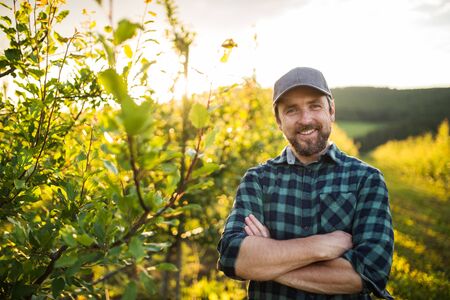 A front view of mature farmer standing in orchard at sunset. Copy space.の写真素材