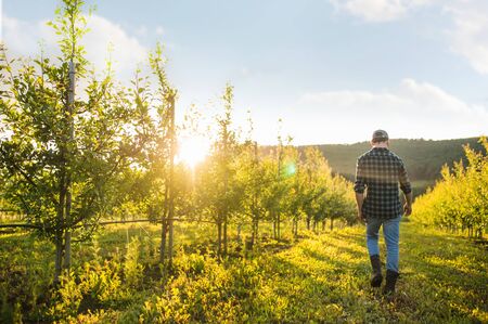 A rear view of farmer walking outdoors in orchard at sunset. Copy space.の写真素材