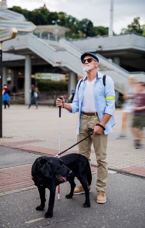 Senior blind man with guide dog standing outdoors in city.の写真素材
