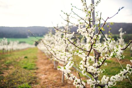 Row of trees in bloom in orchard in spring. Copy space.の写真素材