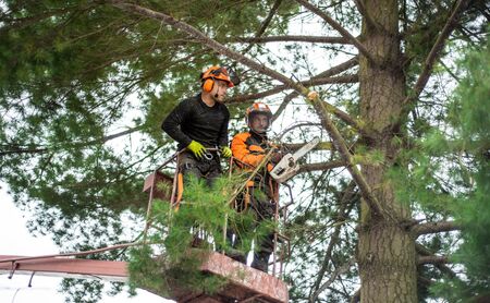 Arborist men with chainsaw and lifting platform cutting a tree.の写真素材