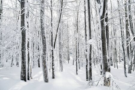 Snow-covered trees in forest in winter. Copy psace.
