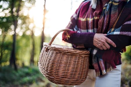 Midsection of senior woman walking outdoors in forest, holding basket.の写真素材