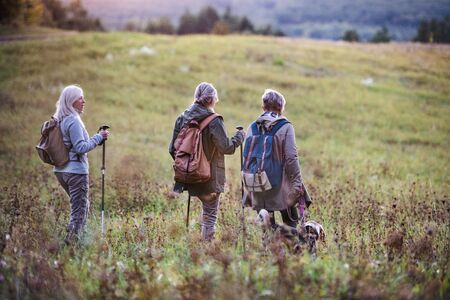 Rear view of senior women friends with dog on walk outdoors in nature.の写真素材