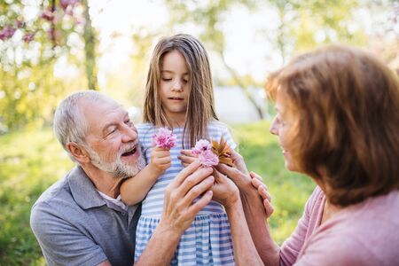 Senior grandparents with small granddaugther sitting outside in spring nature.の写真素材