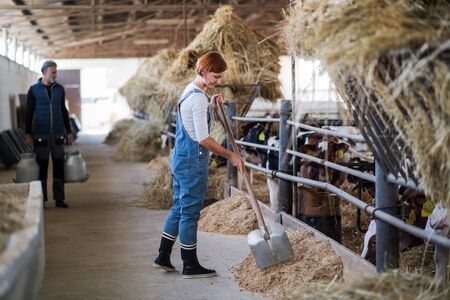 Man and woman workers working on diary farm, agriculture industry.の写真素材