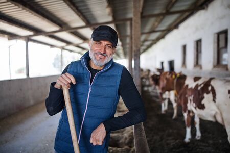 Mature man worker working on diary farm, agriculture industry.の写真素材
