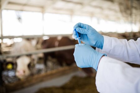 Hands of veterinary doctor with syringe working on diary farm, agriculture industry.の写真素材