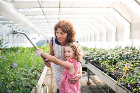 Small girl with senior grandmother watering plants in the greenhouse.の写真素材