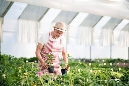 Senior man standing in greenhouse, working. Copy space.の写真素材