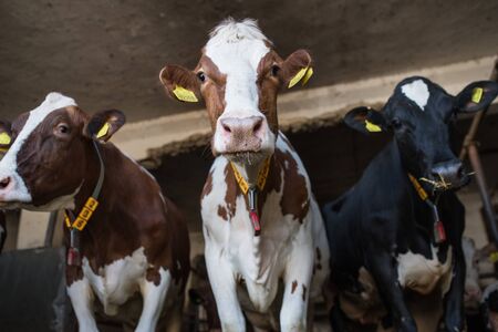 Calves cows on a diary farm, an agriculture industry.の写真素材