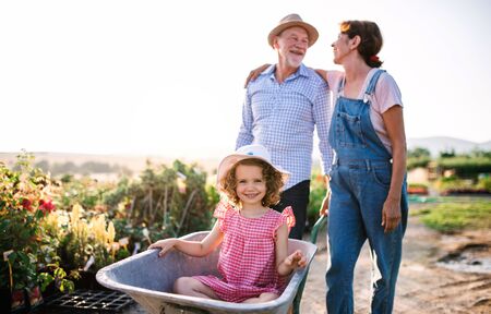 Senior grandparents pushing granddaughter in wheelbarrow when gardening.の写真素材