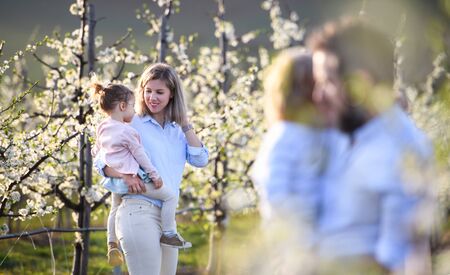 Family with two small children standing outdoors in orchard in spring.